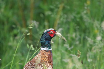 Close-up of a male pheasant 