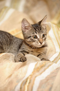 Portrait of kitten relaxing on bed