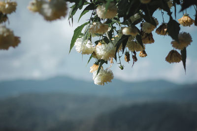 Close-up of cherry blossom