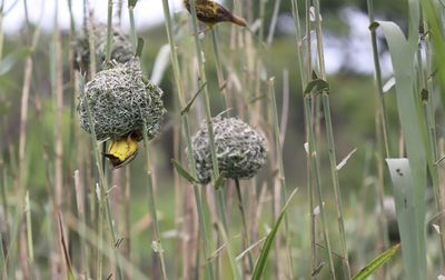 Close-up of crab on field
