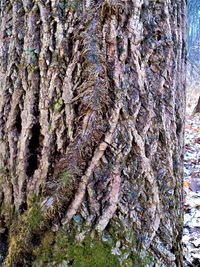 Close-up of moss on tree trunk