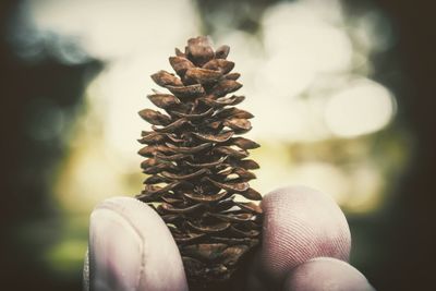 Close-up of hand holding leaf