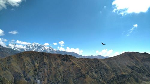 Low angle view of bird flying against sky