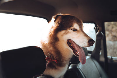 Close-up of dog looking through car