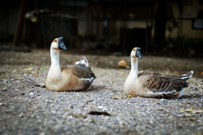 Geese couple