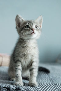 A cute gray kitten sits and looks away