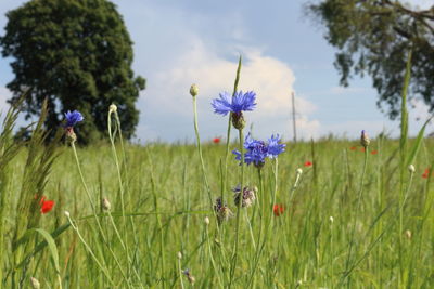 Close-up of purple flowering plants on field