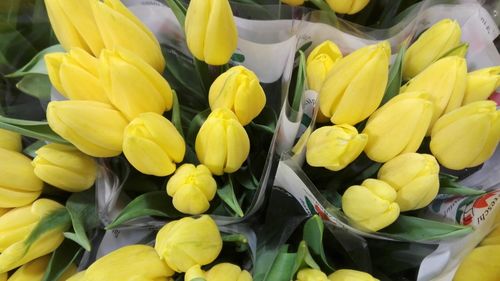 Close-up of yellow flowers