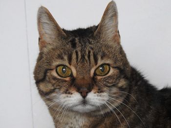 Close-up portrait of cat against white background