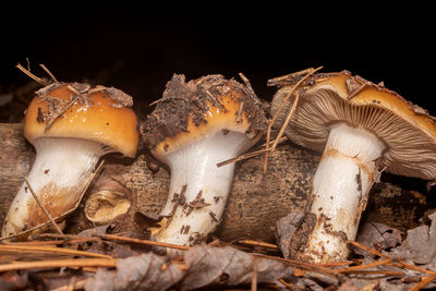 mushroom