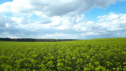 Scenic view of agricultural field against sky