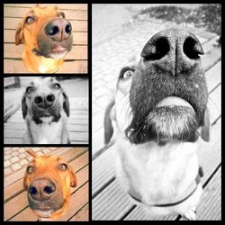 Close-up portrait of a dog