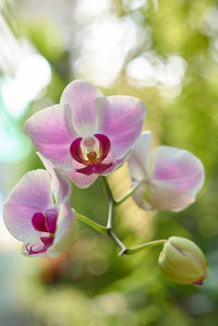 Close-up of pink flowering plant