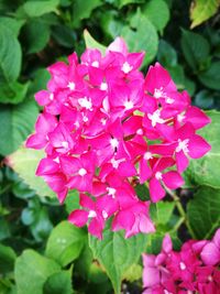 Close-up of pink flowers blooming outdoors