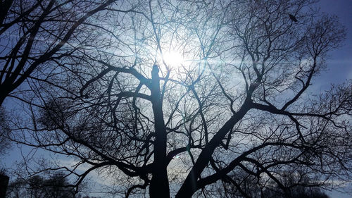 Low angle view of sunlight streaming through bare tree