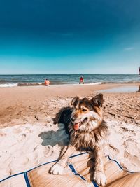 Dog on beach