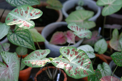 Close-up of potted plant