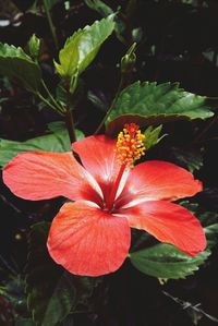 Close-up of red flowers