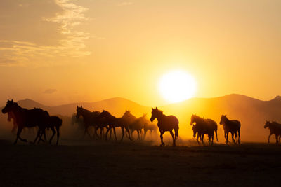 Horses in the sunset