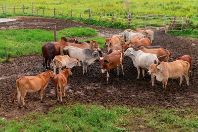 Cows on field