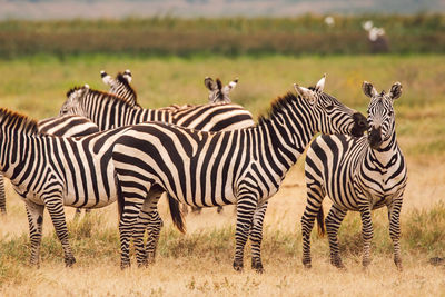 Zebra standing on field