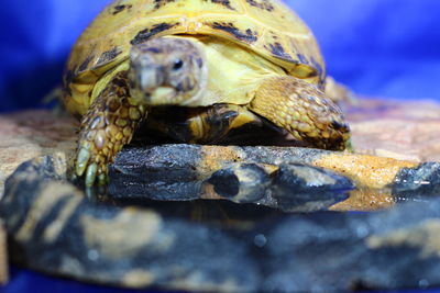 Close-up of turtle in sea