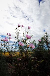 Close-up of pink flowering plant on field against sky
