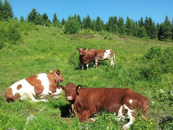 Cows on field against trees