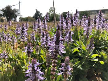 Close-up of purple flowering plants on field