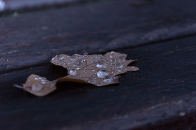 Close-up of ice on table