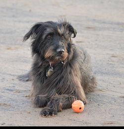 Dog lying on beach