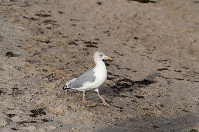 Seagull perching on a sand