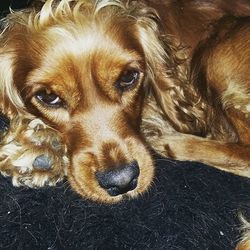 dog