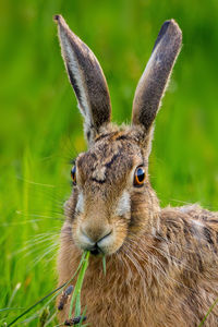 Close-up of lepus europaeus