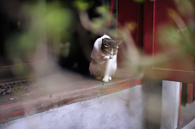 Portrait of cat sitting outdoors