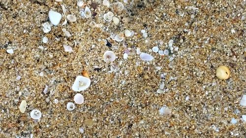 High angle view of shells on sand