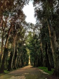 Road amidst trees in forest against sky