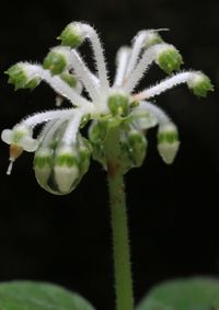 Close-up of green leaves against black background