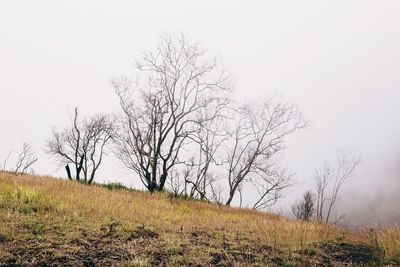 Bare trees on field against sky