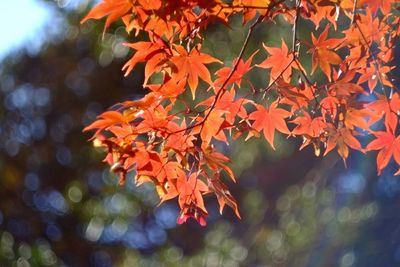 Close-up of maple leaves on tree in park