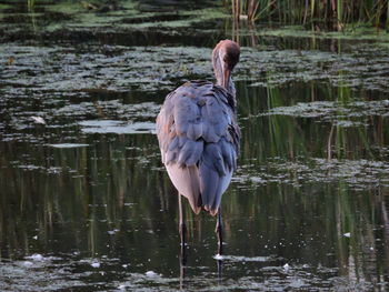 Bird perching on lake