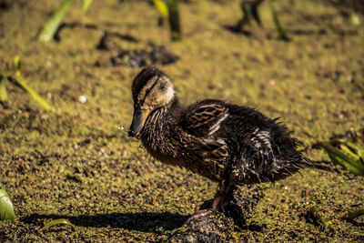 Side view of a bird on field