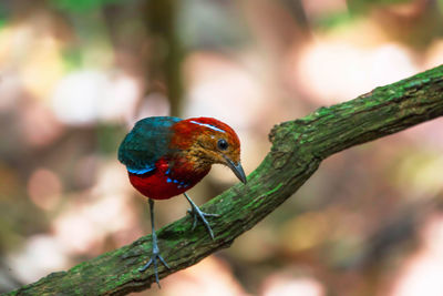 Close-up of bird perching on branch