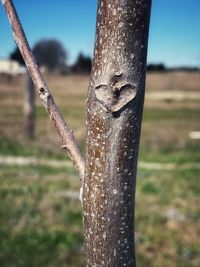 Close-up of old tree trunk in field