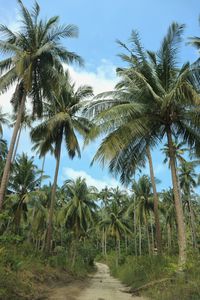 Scenic view of palm trees against sky