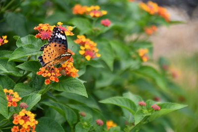 Butterfly pollinating on flower