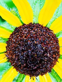 Close-up of sunflower