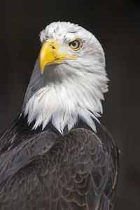 Close-up of eagle