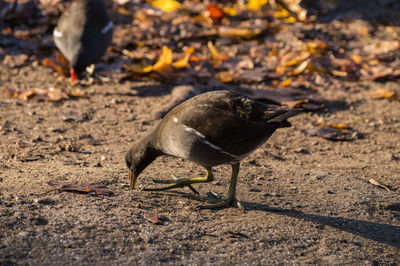 Bird pecking on field