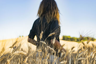 Rear view of a wheat in the field